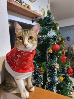 Cat 's Lover Town house Suvarnabhumi Airport
